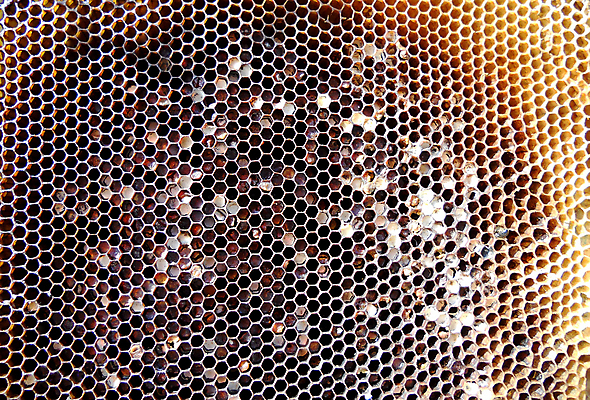 포토 JPG 해외이미지 동물 음식 곤충 백그라운드 패턴 오렌지 자연 세포 건강 사람없음 야외 약 농장 노란색 시골 신선 머리빗 황금 달콤 맛 꿀벌 배열 묘사 질감 꽃가루 육각형 꿀 벌집 내추럴 고립 밀랍 양봉 양봉장 왁스 폴리곤 해외포토 도형 컬러 컨셉 무늬 농업 과일 의학 미용용품 벌_곤충 가루 생태계 파일형식 이미지허브