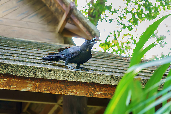 포토 JPG 해외이미지 나무 동물 공원 야생동물 음식 백그라운드 밭 날개 자연 조류 지붕 서기 사람없음 초록색 검은색 어둠 나뭇가지 도시 타일 깃털 부리 철새 까마귀 해외포토 식물 공공시설 컬러 농업 모션 생태계 파일형식 이미지허브