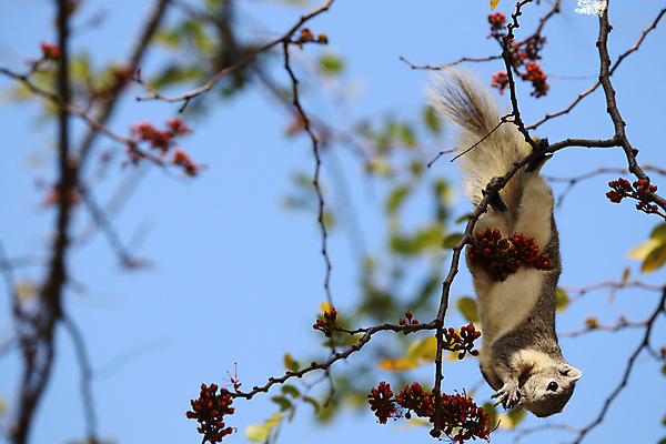 포토 JPG 해외이미지 나무 동물 응시 공원 야생동물 음식 백그라운드 포유류 자연 털 매달리기 사람없음 야외 목재 빨간색 초록색 여름 갈색 정원 봄 회색 가을 흰색 나뭇가지 설치류 숲 작음 먹기 꼬리 다람쥐 내추럴 고립 해외포토 식물 시선 계절 공공시설 컬러 재료 모션 크기 생태계 파일형식 이미지허브