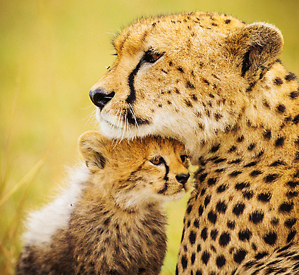 포토 JPG 해외이미지 주간 야생동물 새끼 두마리 사람없음 야외 아웃포커스 어미 육식동물 치타 해외포토 자연요소 동물 2 포유류 촬영기법 파일형식 이미지허브