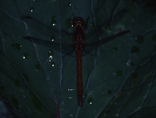 포토 JPG 해외이미지 곤충 날개 사람없음 칼날 잠자리 육식동물 취급주의 해외포토 동물 경고 파일형식 이미지허브