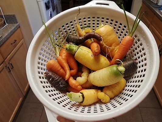 포토 JPG 해외이미지 손 음식 채소 오렌지 건강 사람없음 컬러풀 주방 보라색 저녁식사 당근 흰색 잡기 컨테이너 점심식사 해외포토 산업 컬러 과일 모션 뿌리채소 신체부위 식사 파일형식 이미지허브