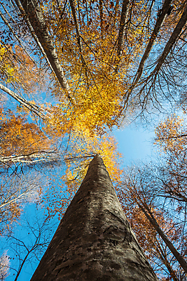 포토 JPG 해외이미지 나무 계절 실루엣 줄기 백그라운드 잎 벽지 하늘 휴식 왕관 따뜻함 풍경 사람없음 세로 파란색 빛 컬러풀 햇빛 노란색 맑음 활발 성장 가을 나뭇가지 황금 닫기 정상 큼 상승 나무껍질 강렬 해외포토 식물 컬러 컨셉 모션 날씨 촬영기법 태양 껍질 크기 파일형식 이미지허브