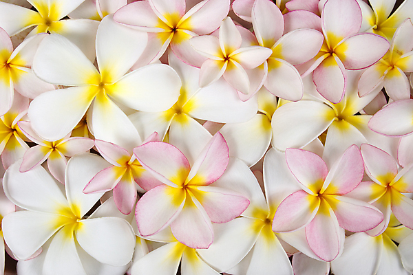 포토 JPG 해외이미지 사람없음 플루메리아 해외포토 꽃 파일형식 이미지허브