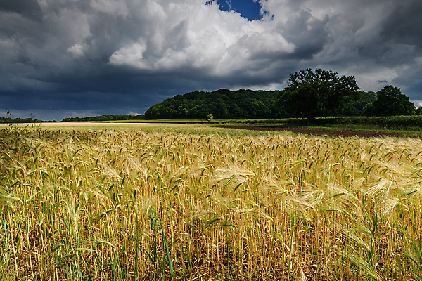 포토 JPG 해외이미지 주간 산업 음식 밭 농업 하늘 영국 잉글랜드 풍경 사람없음 야외 농작물 햇빛 태양 농장 사진촬영 시골 땅 그림 폭풍 밭일 카피스페이스 해외포토 자연요소 유럽 날씨 촬영 공백 파일형식 이미지허브