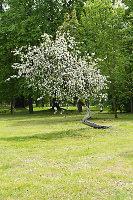 포토 JPG 해외이미지 나무 식물 계절 공원 꽃 백그라운드 잎 꽃무늬 밭 농업 과일 자연 하늘 풍경 사람없음 야외 초록색 여름 파란색 빛 컬러풀 농장 환경 정원 맑음 봄 성장 벚꽃 흰색 시골 신선 개화 체리 사과 숲 과수원 언덕 내추럴 해외포토 공공시설 산업 컬러 무늬 날씨 생태계 파일형식 이미지허브