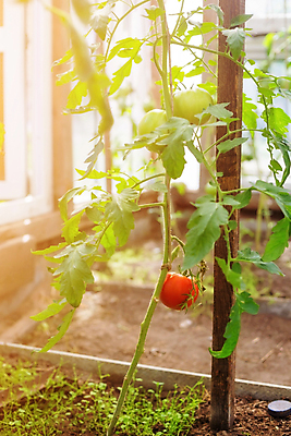 포토 JPG 해외이미지 식물 음식 잎 농업 토마토 채소 자연 건강 사람없음 야외 빨간색 초록색 농작물 농장 정원 수확 성장 나뭇가지 신선 다발 친환경 유기농 원예 날것 국산 내추럴 숙성 온실 채식주의자 해외포토 나무 웰빙 산업 컬러 취미 환경 생태계 채식 파일형식 이미지허브