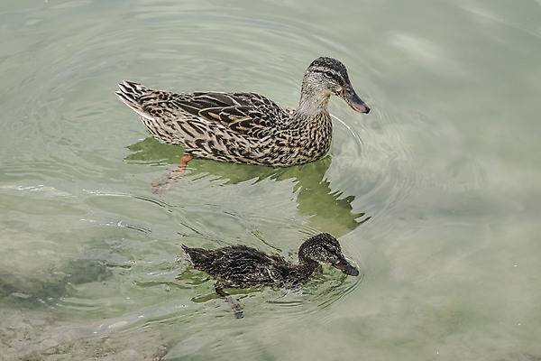 포토 JPG 해외이미지 동물 공원 호수 야생동물 가족 자연 조류 오리 병아리 사람없음 야외 물 강 수영 아기 연못 깃털 부리 청둥오리 내추럴 잔물결 해외포토 자연요소 공공시설 물결 관계 사람 수상스포츠 생태계 파일형식 이미지허브