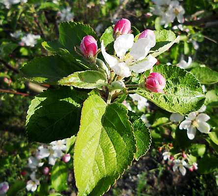 포토 JPG 해외이미지 식물 계절 공원 꽃잎 꽃 꽃다발 결혼 잎 꽃무늬 밭 자연 발렌타인데이 선물 풍경 사람없음 장식 초록색 여름 정원 봄 성장 벚꽃 개화 정상 다발 질감 향기 냄새 아로마 악취 내추럴 구성 해외포토 공공시설 컬러 무늬 농업 데이이벤트 이벤트 생태계 파일형식 이미지허브