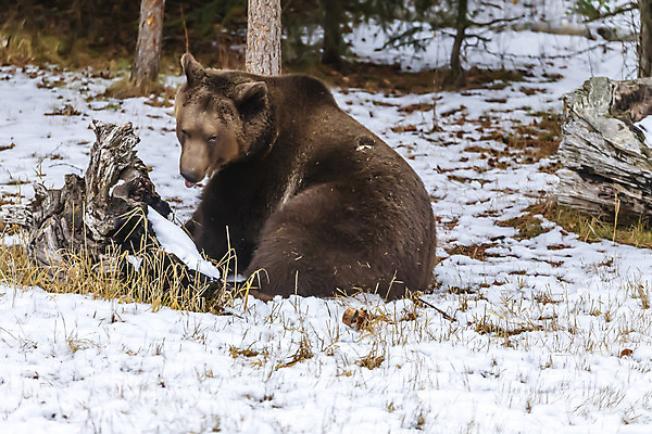 포토 JPG 해외이미지 동물 척추동물 응시 공원 얼굴 야생동물 곰 포유류 발 자연 서기 사람없음 야외 갈색 머리 검은색 미국 힘 분노 닫기 치아 숲 위험 큼 모피 정사각형 육식동물 주둥이 고립 닌자 발톱 전국 테마 힘찬 해외포토 도형 시선 공공시설 감정 컬러 컨셉 북아메리카 모션 신체부위 소화기관 크기 생태계 파일형식 이미지허브