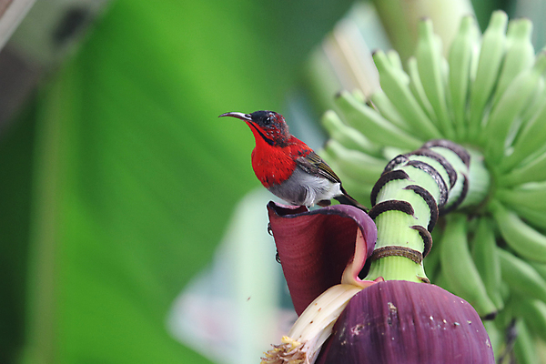 포토 JPG 해외이미지 나무 동물 아이콘 공원 남자 꽃 아시아 야생동물 백그라운드 곡선 태국 자연 조류 사람없음 야외 빨간색 초록색 파란색 컬러풀 환경 검은색 벚꽃 흰색 나뭇가지 신선 숲 부리 진홍색 전국 해외포토 식물 공공시설 나라 선 컬러 사람 생태계 파일형식 이미지허브
