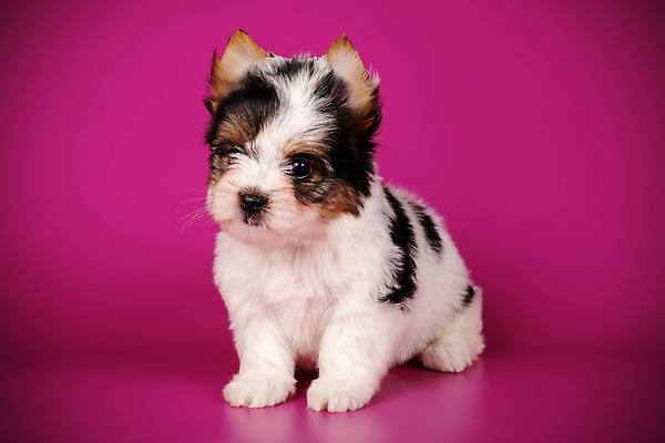 포토 JPG 해외이미지 동물 1 행복 새끼 백그라운드 새로움 털 사람없음 빨간색 반려동물 귀여움 검은색 거울 흰색 개 달콤 강아지 작음 요크셔테리어 테리어 활 솜털 송곳니 기르기 비버 삼색 해외포토 감정 컬러 컨셉 포유류 맛 치아 크기 돌봄 파일형식 이미지허브