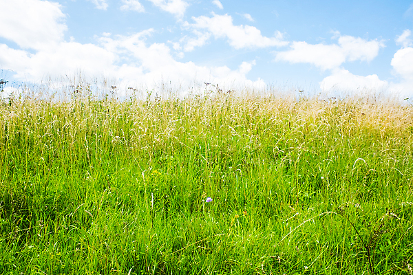 포토 JPG 해외이미지 나무 식물 구름 계절 음식 백그라운드 밭 농업 자연 하늘 씨앗 풍경 사람없음 야외 여름 파란색 농작물 햇빛 태양 농장 일몰 봄 성장 시골 낟알 땅 시리얼 밀 보리 숙성 해외포토 자연요소 산업 컬러 곡류 노을 생태계 파일형식 이미지허브