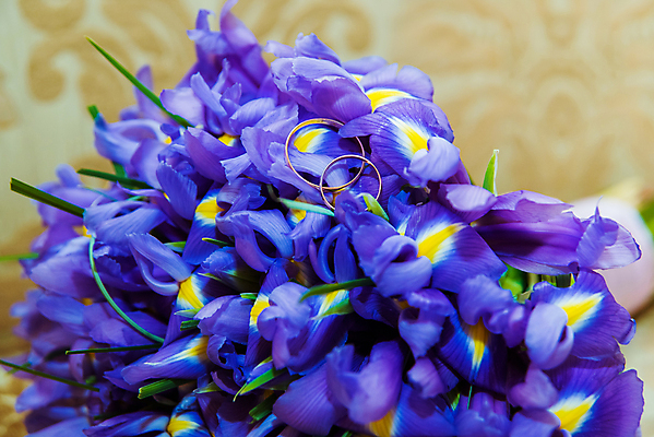 포토 JPG 해외이미지 전통 커플 기념일 꽃 문화 결혼 백그라운드 2 꽃무늬 가족 관계 결혼식 휴가 기념 발렌타인데이 선물 사랑 이벤트 사람없음 장식 빛 장미 파티 유행 금속 신혼여행 흰색 축하 반지 쌍 신용카드 황금 고급 보석 심볼 오브젝트 약혼 해외포토 식물 감정 컬러 컨셉 무늬 장신구 데이이벤트 재질 금융 광석 약속 파일형식 이미지허브