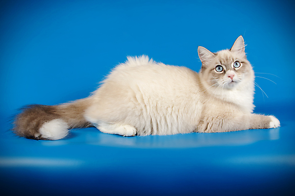 포토 JPG 해외이미지 한마리 사람없음 파란색 반려동물 고양이 네바마스커레이드 해외포토 동물 1 컬러 포유류 파일형식 이미지허브