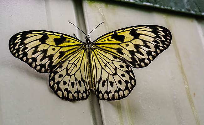 포토 JPG 해외이미지 나무 동물 여자 남자 아시아 종이 나비 곤충 날개 아이디어 종류 동양인 사람없음 반려동물 컬러풀 노란색 검은색 활발 흰색 붓 벌레 강렬 보유 이국적 인기 해외포토 식물 나라 컬러 컨셉 사람 인종 파일형식 이미지허브