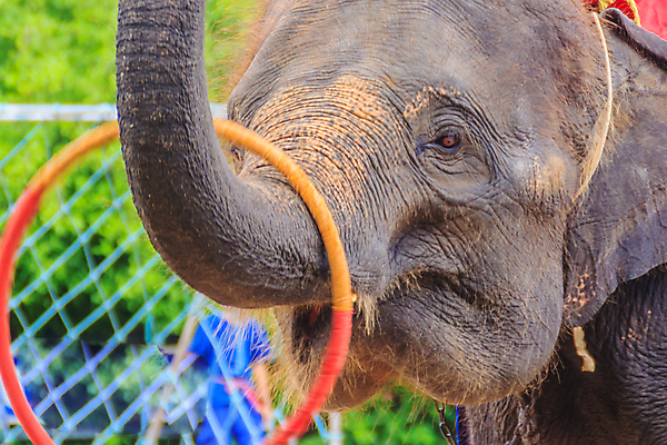 포토 JPG 해외이미지 동물 아시아 문화 야생동물 밭 장난 포유류 자연 놀이 휴가 코끼리 사람 동양인 이벤트 사람없음 야외 축제 힘 놀람 공연 춤 군중 숲 큼 묘기 서커스 테두리 무거움 내추럴 바보 실행 해외포토 감정 나라 농업 문화예술 표정 인종 무게 크기 생태계 파일형식 이미지허브