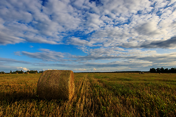 포토 JPG 해외이미지 식물 구름 음식 밭 농업 자연 하늘 건조 풍경 사람없음 야외 여름 파란색 농작물 햇빛 농장 노란색 쌓기 일출 일몰 수확 가을 시골 원형 황금 건초더미 볏짚 저녁 낟알 9월 땅 밀 러시아 롤 뭉치 밀짚 내추럴 밭일 호밀 수평선 해외포토 자연요소 도형 계절 유럽 산업 컬러 모션 곡류 태양 노을 날짜 건초 짚 야간 생태계 파일형식 더미 이미지허브