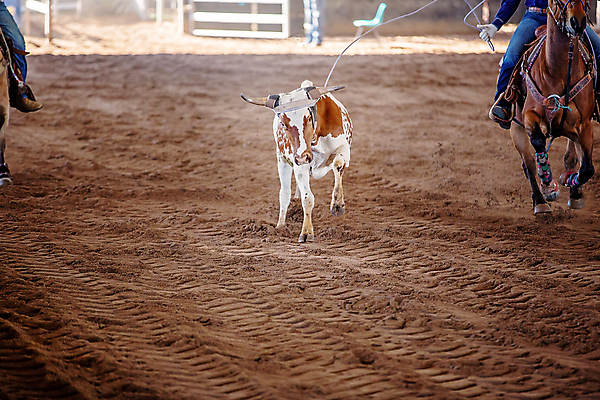 포토 JPG 해외이미지 동물 남자 밧줄 스포츠 포즈 모션 이벤트 사람없음 달리기 가축 경쟁 경기장 목장 운전 잡기 거친 소 승마 카우보이 호주 승차 위험 속도 황소 먼지 목 로데오 송아지 라이더 서쪽 오지 해외포토 줄 새끼 컨셉 포유류 스포츠시설 사람 신체부위 오세아니아 방향 파일형식 이미지허브