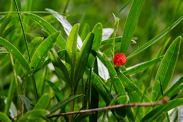 포토 JPG 해외이미지 식물 계절 꽃잎 꽃 분홍색 꽃다발 백그라운드 잎 꽃무늬 패턴 자연 추상 발렌타인데이 사랑 사람없음 빨간색 초록색 여름 컬러풀 머리 정원 봄 들꽃 벚꽃 나뭇가지 개화 우아함 숲 열대우림 싱글 초대 고립 이국적 스타일 그리너리 해외포토 나무 감정 컬러 컨셉 무늬 데이이벤트 신체부위 생태계 파일형식 트랜드컬러 이미지허브