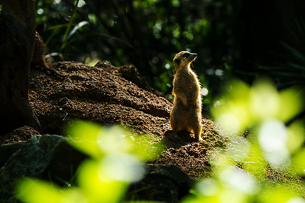 포토 JPG 해외이미지 동물 응시 얼굴 야생동물 백그라운드 포유류 가족 아프리카 자연 동물원 서기 경비 사람없음 야외 갈색 사막 황무지 닫기 작음 호기심 싱가폴 경보 미어캣 해외포토 시선 감정 나라 아시아 컬러 컨셉 관계 모션 안전 신체부위 보호 크기 생태계 파일형식 이미지허브
