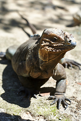 포토 JPG 해외이미지 동물 응시 야생동물 여행 포즈 백그라운드 신체 파충류 자연 휴식 생물 동물원 종류 사람없음 야외 반려동물 컬러풀 태양 갈색 머리 환경 사막 용 피부 싱글 도마뱀 육식동물 이구아나 내추럴 동물상 이국적 해외포토 자연요소 시선 컬러 컨셉 신체부위 조형물 생태계 파일형식 이미지허브