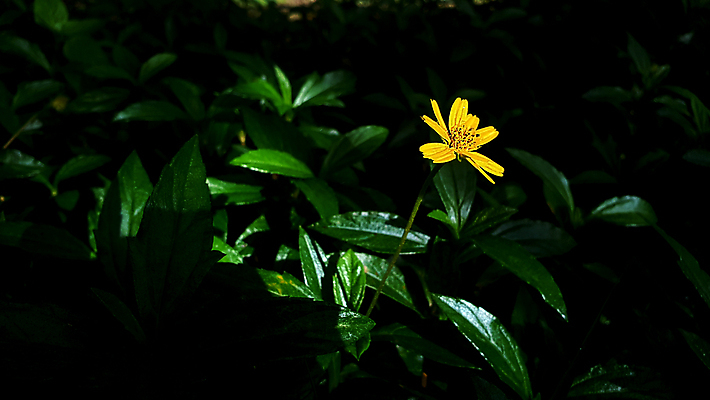 포토 JPG 해외이미지 식물 꽃잎 꽃 잎 꽃무늬 밭 자연 사람없음 야외 초록색 컬러풀 햇빛 노란색 정원 놀람 봄 수확 벚꽃 신선 황금 닫기 데이지 싱가폴 땅바닥 해외포토 계절 감정 아시아 컬러 무늬 농업 모션 바닥 표정 태양 생태계 파일형식 이미지허브