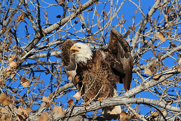포토 JPG 해외이미지 주간 나무 야생동물 사람없음 야외 독수리 흰머리독수리 해외포토 자연요소 식물 동물 조류 파일형식 이미지허브
