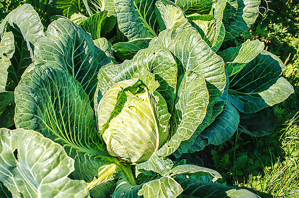 포토 JPG 해외이미지 식물 음식 백그라운드 잎 밭 농업 다이어트 채소 재료 자연 프레임 건강 요리 사람없음 야외 초록색 농작물 농장 머리 정원 수확 성장 흰색 신선 땅 먹기 유기농 원예 양배추 날것 내추럴 밭일 채식주의자 해외포토 웰빙 산업 컬러 모션 취미 신체부위 생태계 채식 파일형식 이미지허브