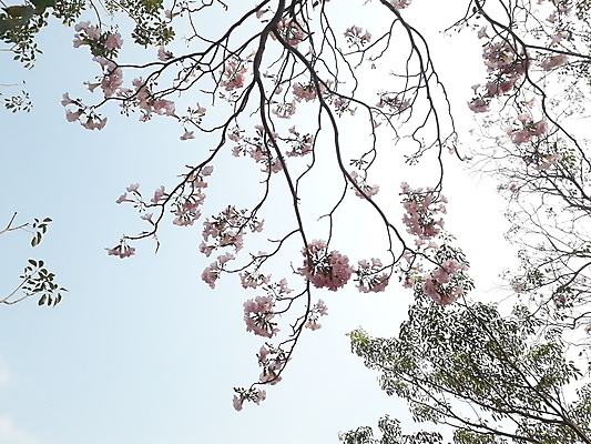 포토 JPG 해외이미지 나무 식물 계절 공원 꽃 분홍색 백그라운드 잎 패턴 오렌지 태국 자연 건조 사람없음 야외 목재 빨간색 여름 햇빛 갈색 노란색 환경 정원 벚꽃 가을 흰색 신선 숲 질감 내추럴 땅바닥 옛날 해외포토 공공시설 아시아 컬러 무늬 과일 재료 바닥 태양 생태계 파일형식 이미지허브