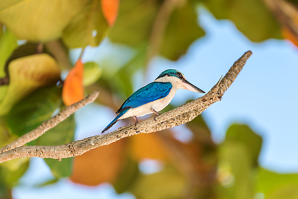 포토 JPG 해외이미지 주간 야생동물 자연 조류 사람없음 야외 아웃포커스 나뭇가지 사냥 물새 물총새 해외포토 자연요소 나무 동물 촬영기법 생태계 파일형식 이미지허브