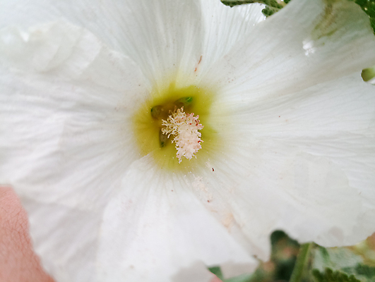포토 JPG 해외이미지 식물 계절 공원 꽃잎 꽃 야생동물 분홍색 백그라운드 잎 꽃무늬 자연 건강 사람없음 야외 장식 빨간색 초록색 컬러풀 약 마을 정원 보라색 흰색 신선 개화 허브 원예 내추럴 꽃수술 아욱 해외포토 동물 공공시설 컬러 무늬 의학 취미 생태계 파일형식 이미지허브