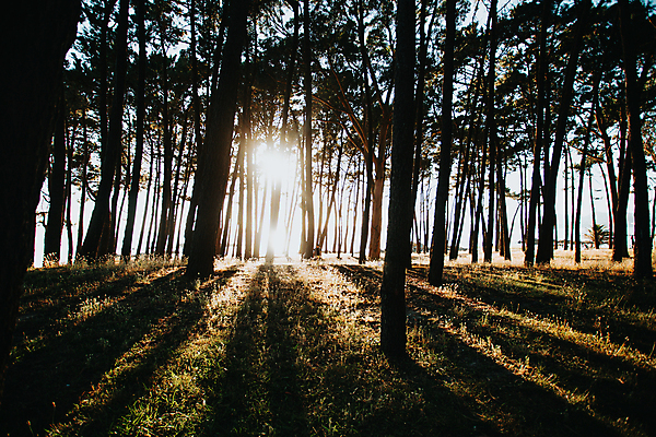 포토 JPG 해외이미지 주간 자연 휴식 풍경 잔디 사람없음 야외 평화 숲속 울창 경관 해외포토 자연요소 식물 컨셉 숲 생태계 파일형식 이미지허브