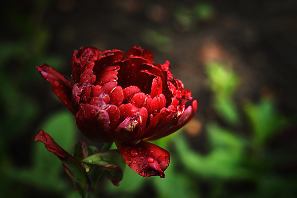 포토 JPG 해외이미지 식물 꽃 잎 자연 그림자 사람없음 빨간색 초록색 물 컬러풀 장미 머리 정원 검은색 튤립 벚꽃 흰색 물방울 신선 원형 체리 고급 이슬 그늘 빗방울 향기 아로마 진홍색 비네팅 강렬 광 깊이 루비 작약 막 해외포토 자연요소 도형 컬러 컨셉 과일 촬영기법 신체부위 비_날씨 보석 생태계 냄새 파일형식 이미지허브