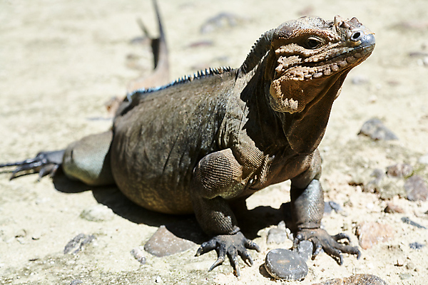 포토 JPG 해외이미지 동물 응시 야생동물 여행 포즈 백그라운드 신체 파충류 자연 휴식 생물 동물원 종류 사람없음 야외 반려동물 컬러풀 태양 갈색 머리 환경 사막 용 피부 싱글 도마뱀 육식동물 이구아나 내추럴 동물상 이국적 해외포토 자연요소 시선 컬러 컨셉 신체부위 조형물 생태계 파일형식 이미지허브