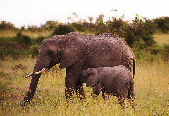 포토 JPG 해외이미지 주간 야생동물 새끼 두마리 초식동물 코끼리 사람없음 야외 어미 해외포토 자연요소 동물 2 포유류 파일형식 이미지허브
