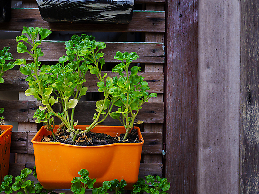 포토 JPG 해외이미지 나무 식물 디자인 꽃 아시아 벽 컨셉 잎 패턴 농업 자연 사람없음 야외 목재 장식 초록색 울타리 세트 컬러풀 바구니 정원 보라색 봄 활발 성장 발코니 신선 냄비 허브 유기농 원예 심플 심기 세련 해외포토 웰빙 계절 나라 산업 컬러 무늬 재료 모션 취미 담장 솥 생태계 파일형식 이미지허브