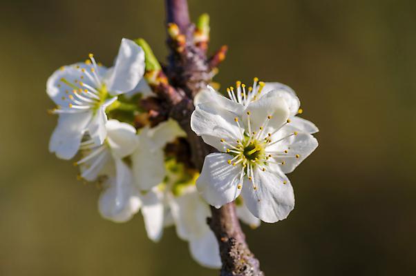 포토 JPG 해외이미지 나무 식물 디자인 꽃잎 꽃 결혼 백그라운드 잎 꽃무늬 자연 벽지 하늘 부활절 미술 사람없음 장식 빛 우주 봄 성장 벚꽃 흰색 나뭇가지 신선 개화 체리 닫기 사과 과수원 4월 5월 묘사 원예 보케 부드러움 고립 살구 해외포토 계절 기념일 컬러 무늬 농업 과일 모션 문화예술 이벤트 취미 감각 날짜 생태계 파일형식 이미지허브