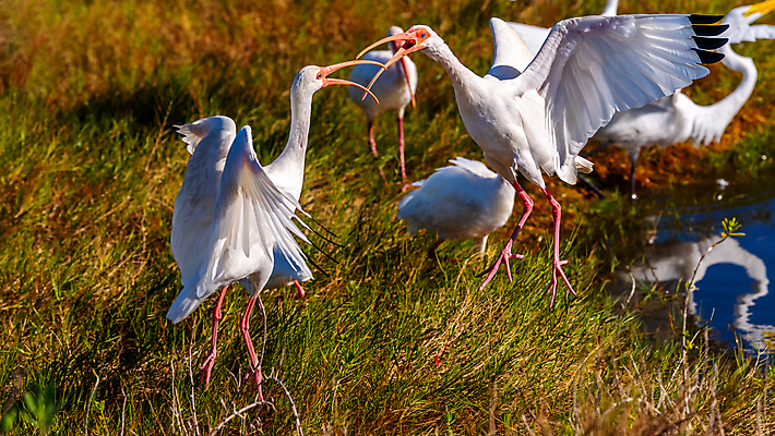 포토 JPG 해외이미지 동물 북아메리카 조류 사람없음 미국 플로리다 해외포토 아메리카 파일형식 이미지허브