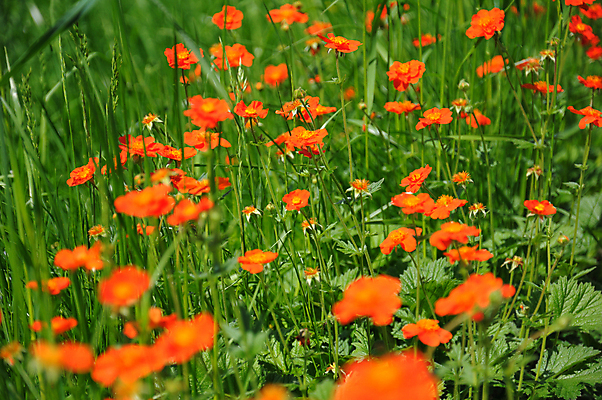 포토 JPG 해외이미지 식물 꽃잎 꽃 밭 자연 풍경 사람없음 야외 장식 빨간색 초록색 여름 파란색 머리 정원 봄 활발 벚꽃 흰색 시골 화려 개화 그룹 닫기 큼 거베라 전경 해외포토 계절 컬러 컨셉 농업 모션 신체부위 크기 생태계 파일형식 탑뷰 이미지허브