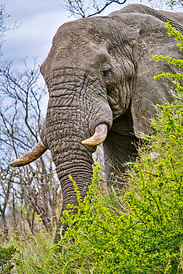 포토 JPG 해외이미지 동물 야생동물 아프리카 자연 코끼리 국립공원 사람없음 초록색 환경 다양 보호 숲 생태계 생물학 서식지 동물상 무료 보호구역 생태학 해외포토 공원 교육 나라 컬러 다수 컨셉 포유류 조형물 구역 파일형식 이미지허브