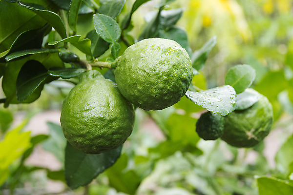포토 JPG 해외이미지 나무 꽃 음식 잎 채소 오렌지 과일 재료 자연 건강 요리 사람없음 목재 치료 초록색 물 약 주스 신선 거친 주름 큼 허브 유기농 날것 라임 이국적 해외포토 자연요소 식물 웰빙 음료 컬러 의학 크기 생태계 파일형식 이미지허브