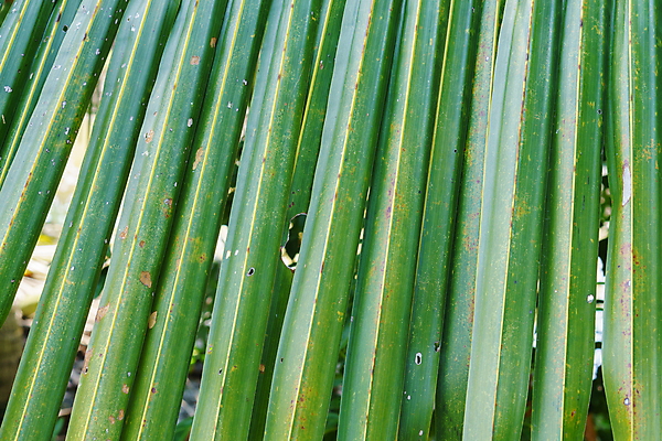 포토 JPG 해외이미지 나무 식물 백그라운드 잎 패턴 자연 벽지 추상 손바닥 사람없음 초록색 정원 신선 숲 묘사 질감 코코넛 내추럴 해외포토 손 컬러 무늬 과일 생태계 파일형식 이미지허브