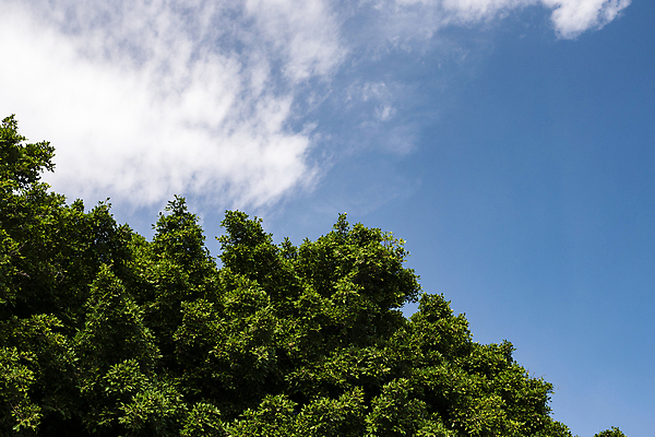 포토 JPG 해외이미지 나무 식물 구름 공원 백그라운드 잎 자연 하늘 풍경 사람없음 야외 초록색 여름 파란색 빛 햇빛 맑음 숲 장면 해외포토 자연요소 계절 공공시설 컬러 날씨 태양 생태계 파일형식 이미지허브