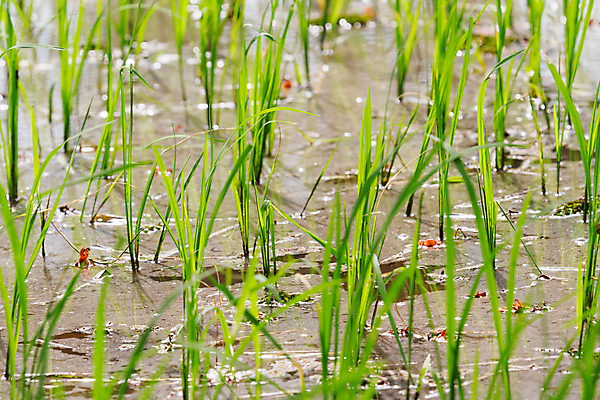 포토 JPG 해외이미지 식물 아시아 여행 백그라운드 잎 밭 농업 자연 밥 사람없음 초록색 물 마을 맑음 활발 시골 낟알 장면 캄보디아 박테리아 해외포토 자연요소 나라 산업 음식 컬러 컨셉 의학 날씨 생태계 파일형식 이미지허브