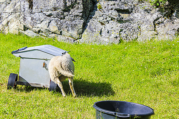 포토 JPG 해외이미지 동물 남자 얼굴 야생동물 밭 농업 자연 털 노르웨이 풍경 사람없음 초록색 농장 농경지 평화 자유 분노 흰색 시골 양 소 먹이 방목 싸움 북쪽 양고기 산악지대 양모 공격적 램 밭일 적 찰과상 해외포토 감정 유럽 산업 컬러 컨셉 포유류 모션 산 육류 사람 신체부위 직물 축산업 상처 방향 생태계 파일형식 이미지허브