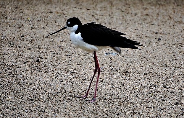 포토 JPG 해외이미지 동물 1 응시 남자 야생동물 분홍색 자연 조류 동물원 사람없음 야외 물 검은색 산책 흰색 습지 깃털 부리 노려봄 계산서 단아함 동물상 얇은 해외포토 자연요소 시선 컬러 휴식 표정 사람 조형물 생태계 파일형식 이미지허브