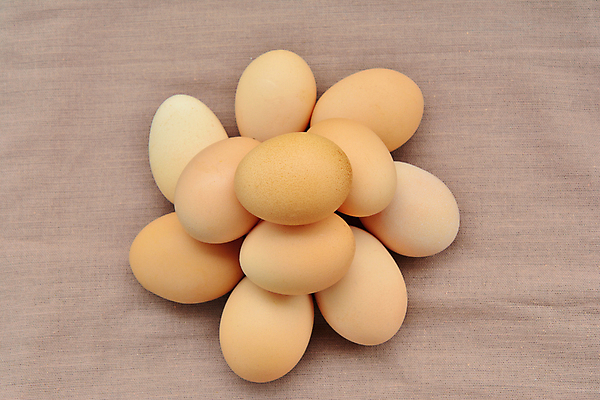 포토 JPG 해외이미지 음식 백그라운드 패턴 농업 재료 부활절 주택 건강 요리 사람없음 목재 빛 농장 갈색 주방 계란 치킨 어둠 신선 그룹 플랫 정상 삼베 유기농 질감 날것 자루 위치 내추럴 옛날 갈색배경 해외포토 나무 웰빙 기념일 산업 컬러 무늬 건물 알 닭고기요리 파일형식 천_직물 이미지허브