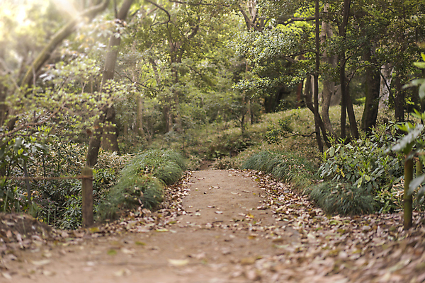 포토 JPG 해외이미지 나무 식물 구름 계절 공원 꽃잎 꽃 분홍색 백그라운드 잎 자연 하늘 사람없음 야외 목재 파란색 컬러풀 정원 일본 봄 흰색 나뭇가지 연못 신선 소나무 화려 도쿄 숲 붓꽃 내추럴 창백 방법 해외포토 자연요소 공공시설 아시아 컬러 컨셉 재료 생태계 파일형식 이미지허브