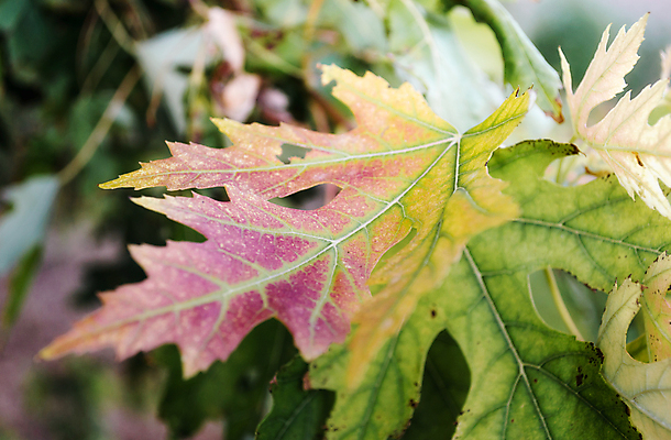 포토 JPG 해외이미지 나무 식물 계절 백그라운드 단풍 잎 자연 사람없음 야외 초록색 컬러풀 노란색 정원 가을 나뭇가지 닫기 숲 내추럴 해외포토 컬러 모션 생태계 파일형식 이미지허브